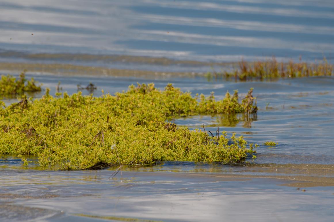 Living Shoreline Site Suitability Decision Tool